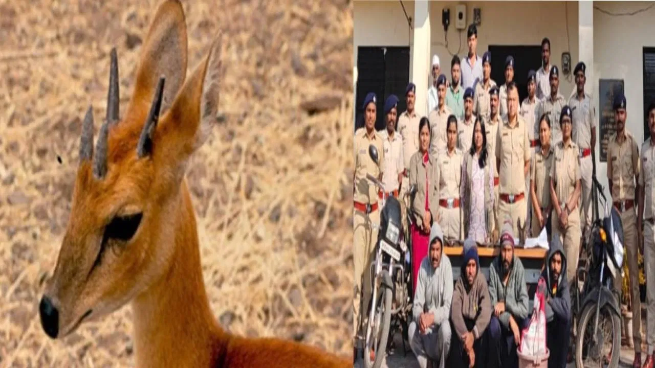 दुर्मिळ चौसिंगा हरणाला गोळ्या घातल्या; पानशेतच्या रस्त्यावर रक्ताचे सडे, चौघांवर मोठी कारवाई