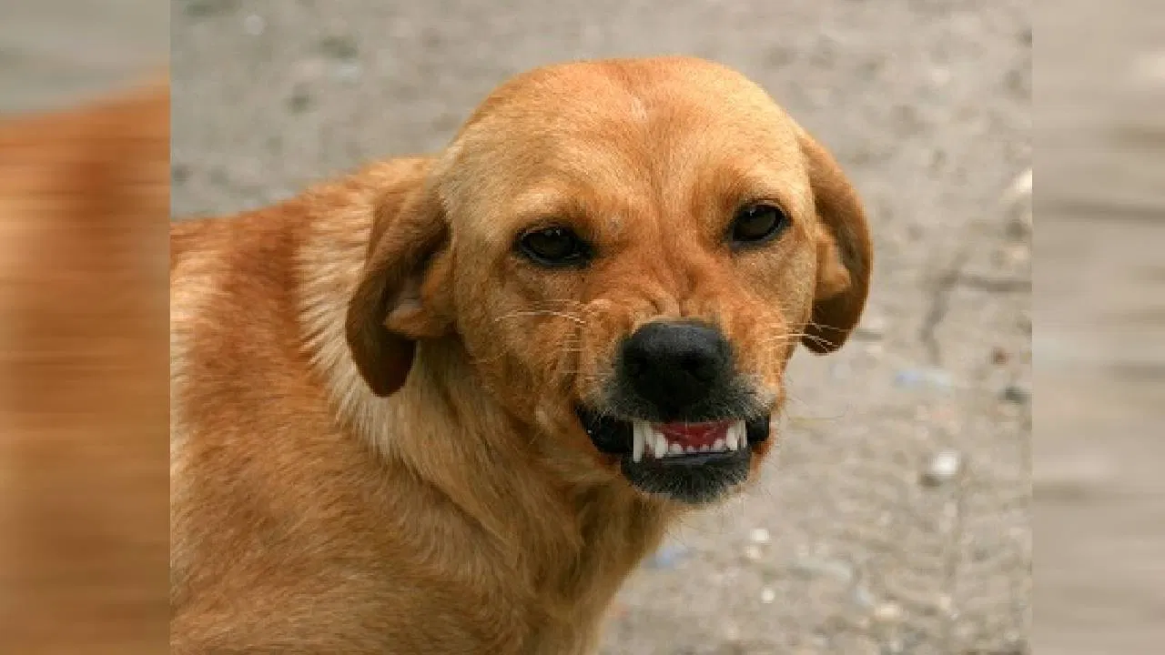 दिव्यात भटक्या कुत्र्याच्या चाव्याने ५ वर्षांच्या चिमुकलीचा मृत्यू, नागरिकांमध्ये संताप